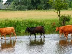 2012 Competition (summer category) winning shot for the 'mannaging a masterpiece' Deham Vale project